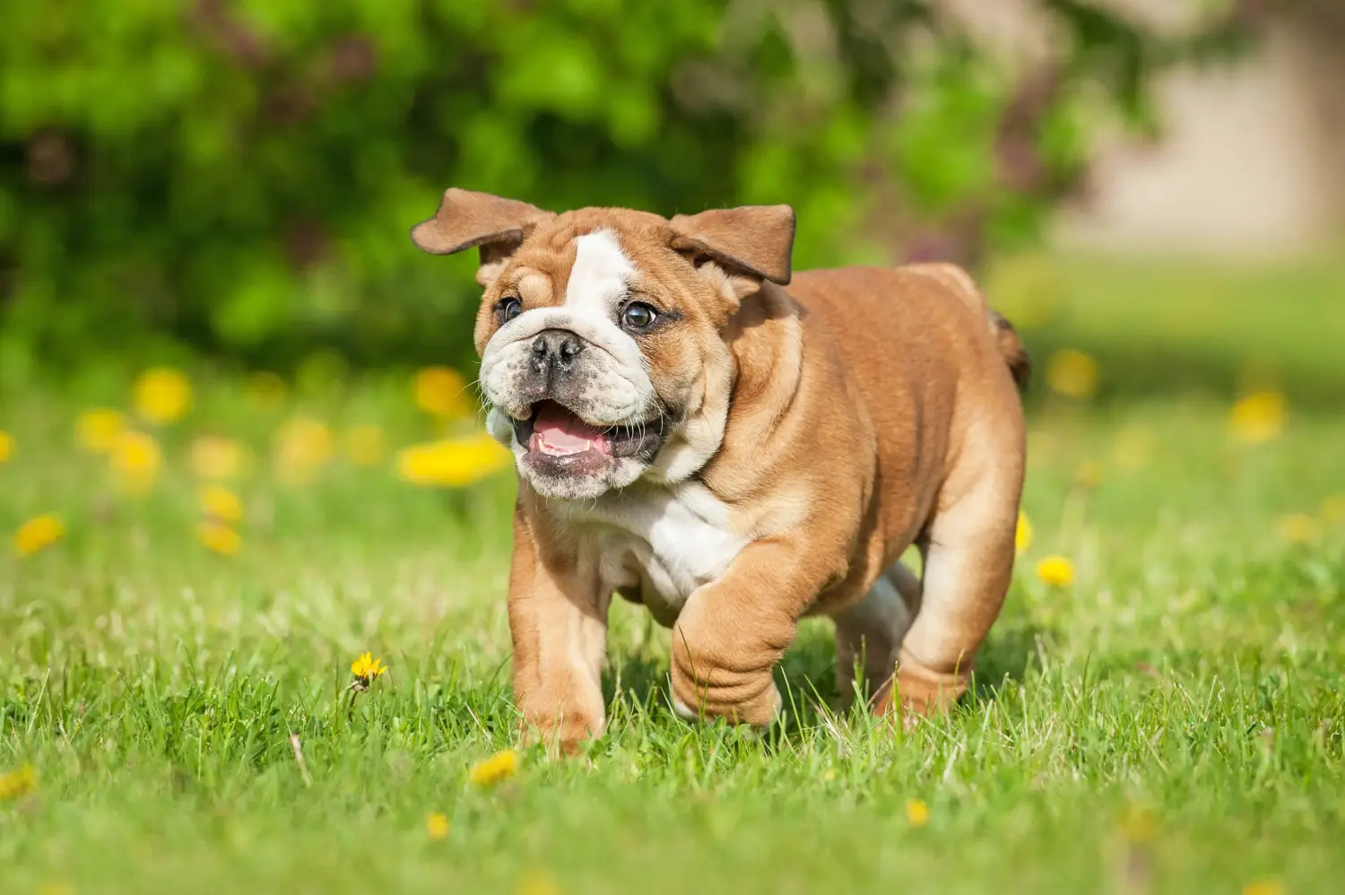 Buying an English Bulldog puppy means taking responsibility! Buy English Bulldog puppies.