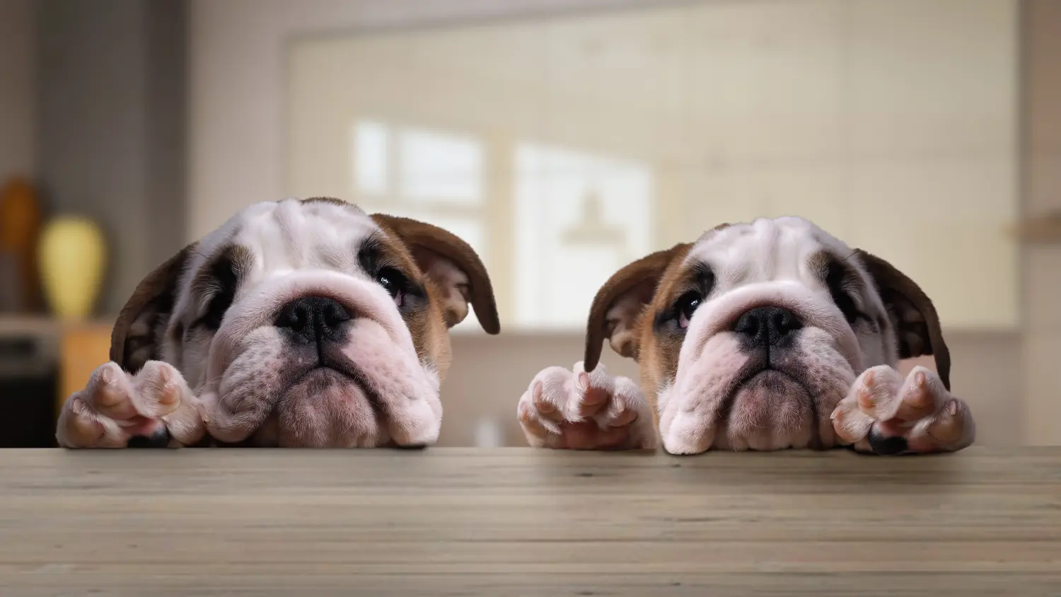 Buying an English Bulldog puppy means taking responsibility! Buy English Bulldog puppies.