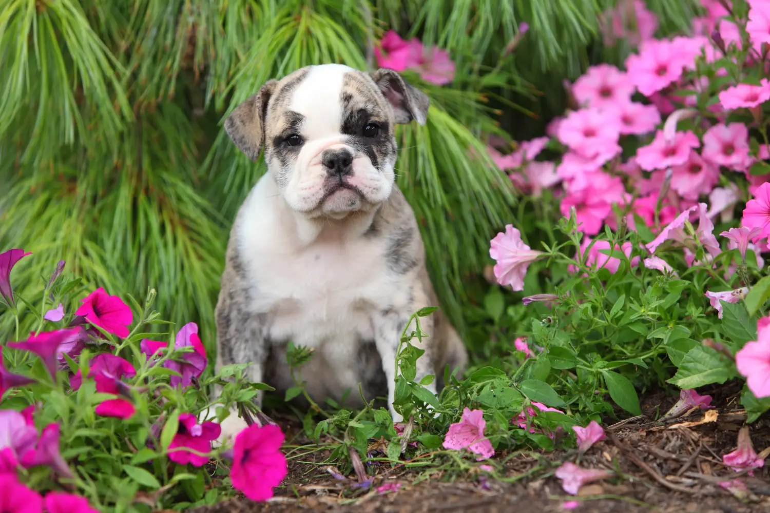 Buying an English Bulldog puppy means taking responsibility! Buy English Bulldog puppies.