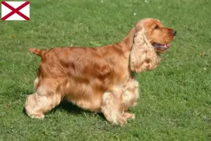 Read more about the article English Cocker Spaniel breeders and puppies in Alabama