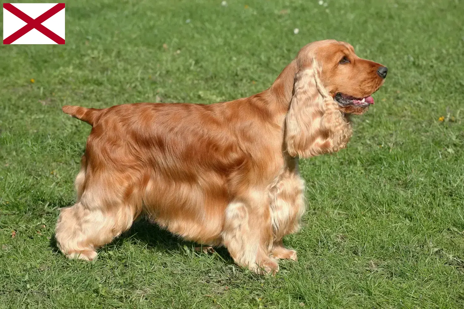 English Cocker Spaniel puppies and breeder Alabama Find English Cocker Spaniels breeders in Alabama.