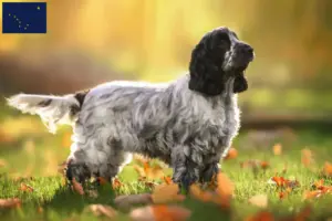 Read more about the article English Cocker Spaniel breeders and puppies in Alaska