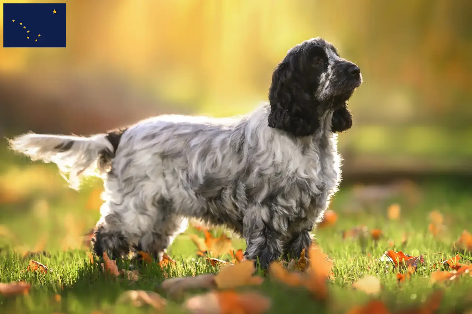 English Cocker Spaniel puppies and breeder Alaska Find English Cocker Spaniels breeders in Alaska.