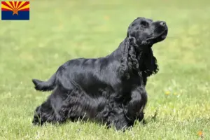 Read more about the article English Cocker Spaniel breeders and puppies in Arizona