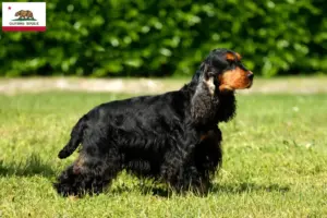 Read more about the article English Cocker Spaniel breeders and puppies in California