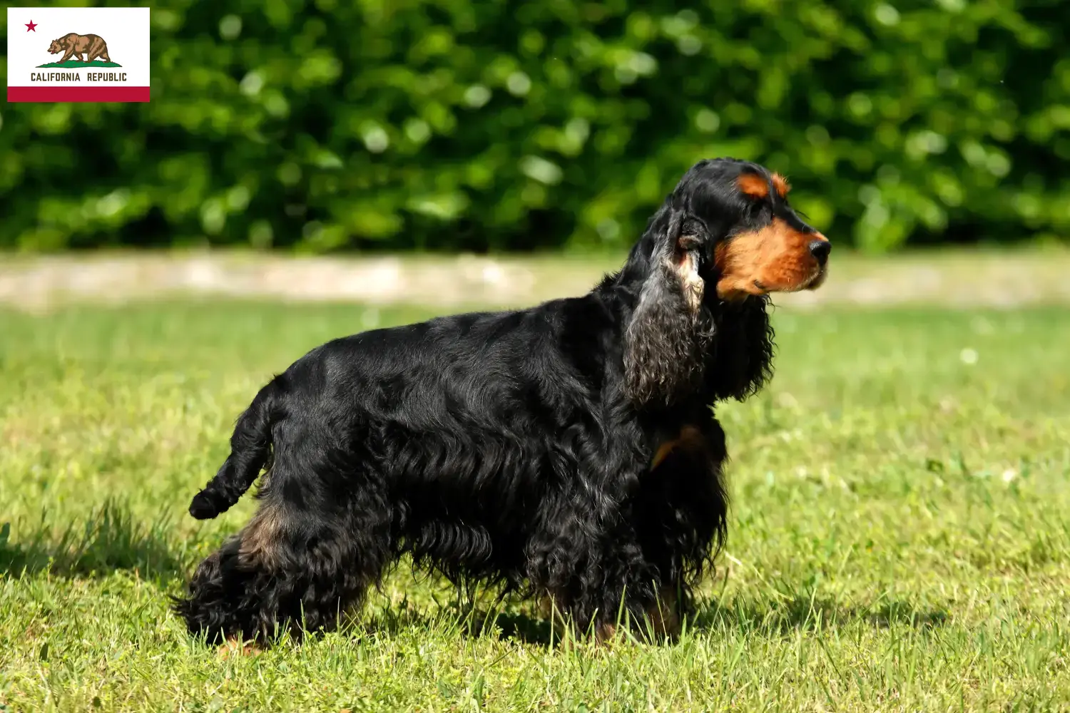 English Cocker Spaniel puppies and breeder California Find English Cocker Spaniels breeders in California.