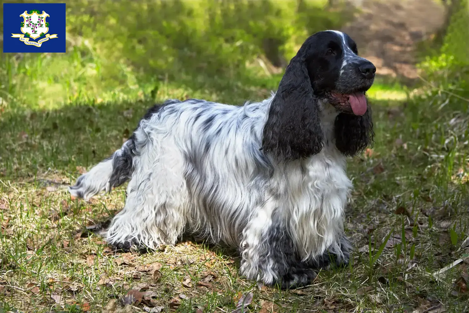 English Cocker Spaniel puppies and breeders Connecticut Find English Cocker Spaniels breeders in Connecticut.