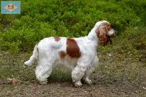 Read more about the article English Cocker Spaniel breeders and puppies in Delaware