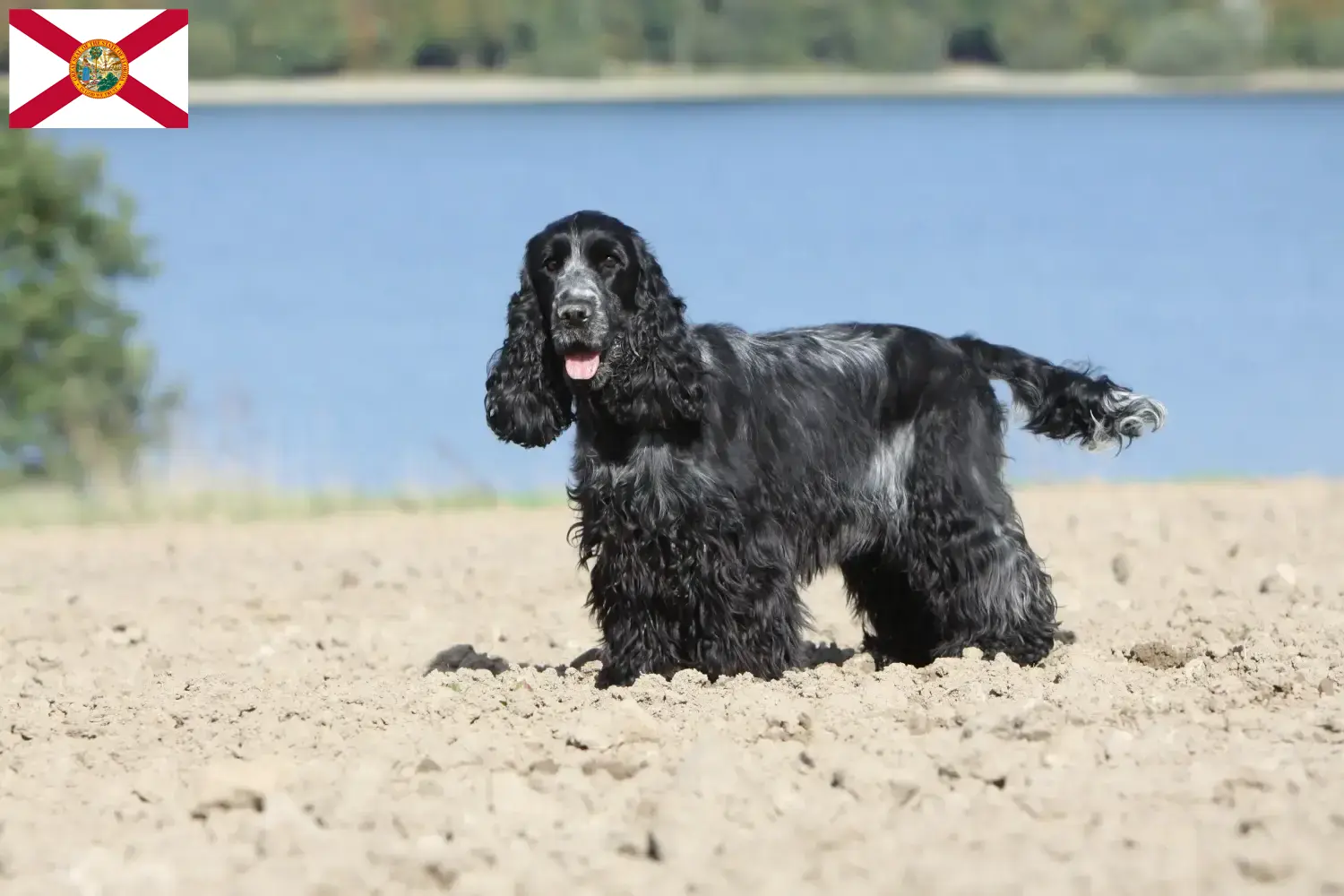 English Cocker Spaniel puppies and breeders Florida Find English Cocker Spaniels breeders in Florida.
