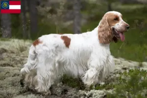 Read more about the article English Cocker Spaniel breeders and puppies in Georgia