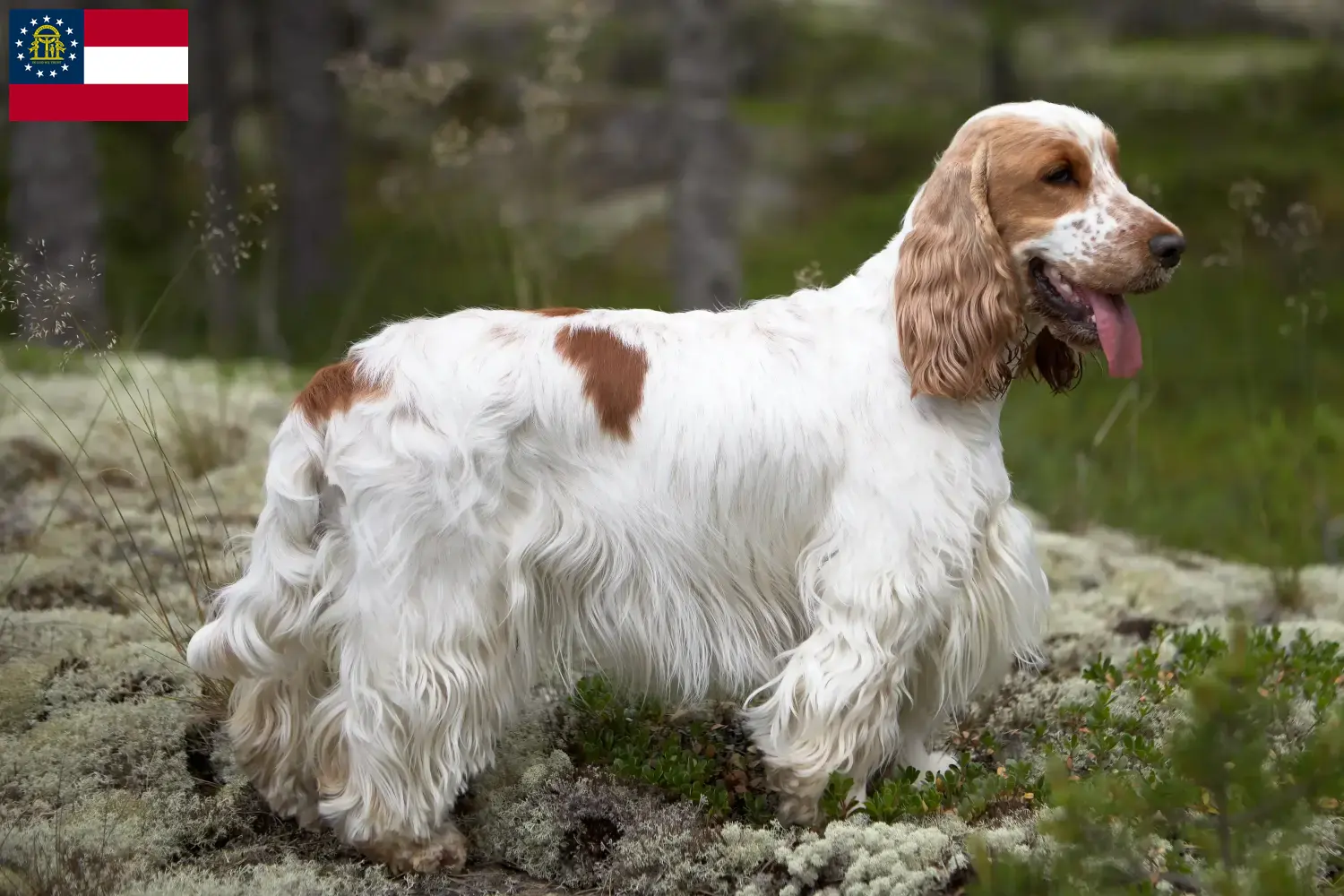 English Cocker Spaniel puppies and breeder Georgia Find English Cocker Spaniels breeders in Georgia.