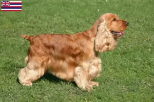Read more about the article English Cocker Spaniel breeders and puppies in Hawaii