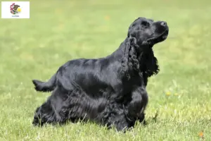 Read more about the article English Cocker Spaniel breeders and puppies in Illinois