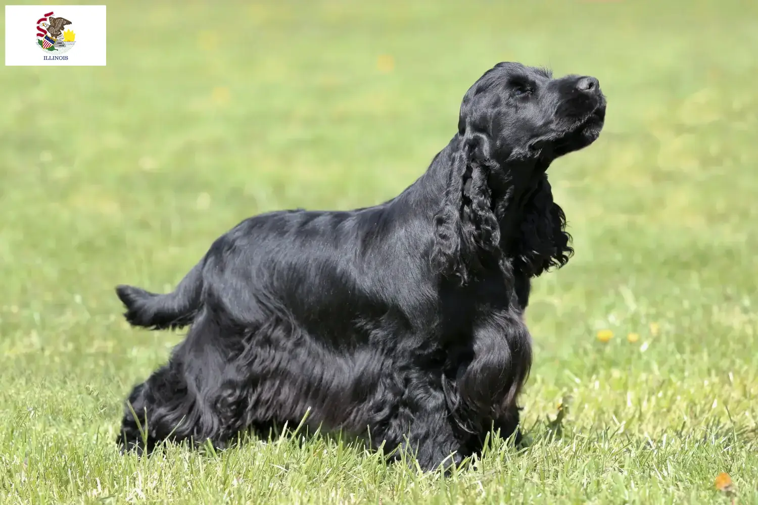 English Cocker Spaniel puppies and breeders Illinois Find English Cocker Spaniels breeders in Illinois.