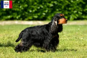 Read more about the article English Cocker Spaniel breeders and puppies in Iowa