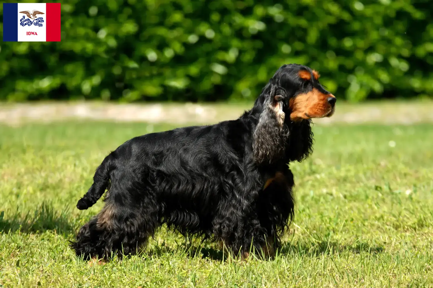 English Cocker Spaniel puppies and breeders Iowa Find English Cocker Spaniels breeders in Iowa.