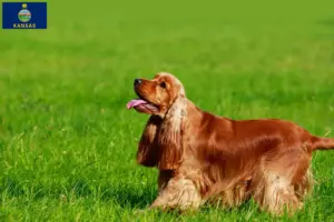 Read more about the article English Cocker Spaniel breeders and puppies in Kansas