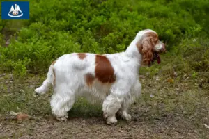 Read more about the article English Cocker Spaniel breeders and puppies in Louisiana