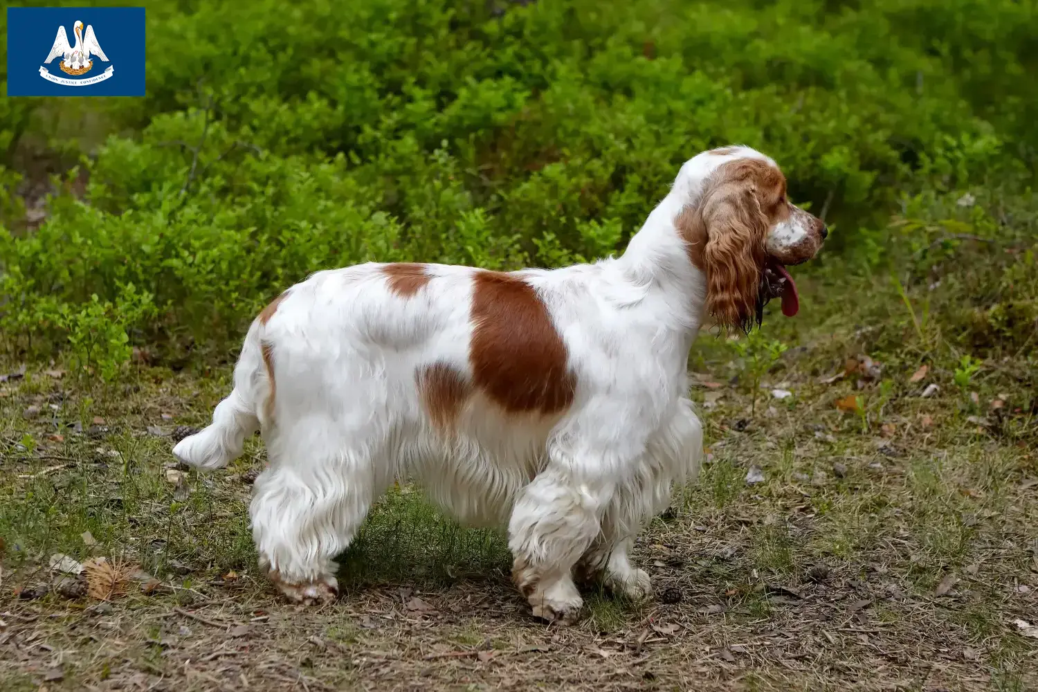 English Cocker Spaniel puppies and breeder Louisiana Find English Cocker Spaniels breeders in Louisiana.