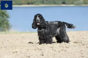 Read more about the article English Cocker Spaniel breeders and puppies in Maine