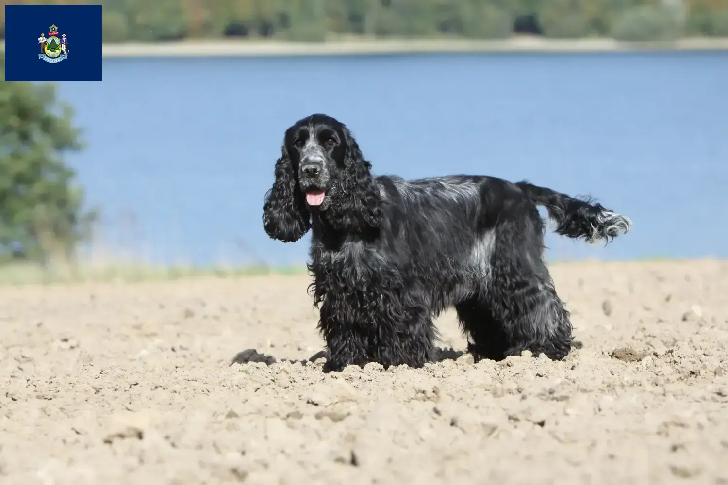 English Cocker Spaniel puppies and breeders Maine Find English Cocker Spaniels breeders in Maine.