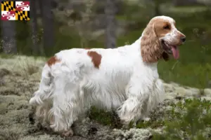Read more about the article English Cocker Spaniel Breeder and Puppies in Maryland