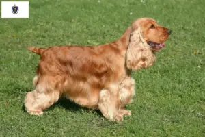Read more about the article English Cocker Spaniel Breeders and Puppies in Massachusetts