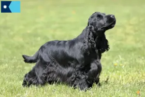 Read more about the article English Cocker Spaniel breeders and puppies in Minnesota