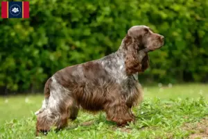 Read more about the article English Cocker Spaniel breeders and puppies in Mississippi