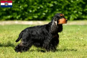 Read more about the article English Cocker Spaniel breeders and puppies in Missouri