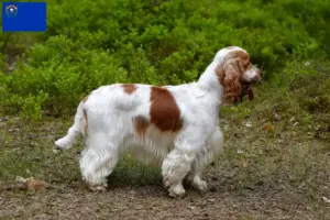 Read more about the article English Cocker Spaniel breeders and puppies in Nevada