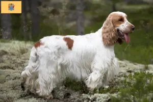 Read more about the article English Cocker Spaniel Breeder and Puppies in New Jersey