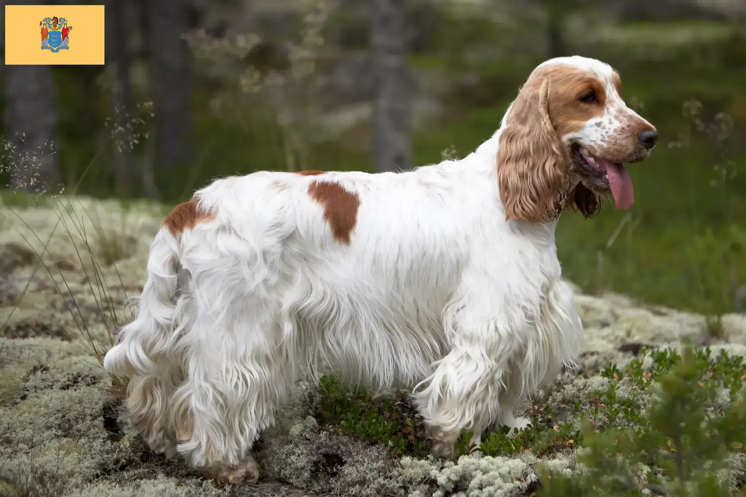 English Cocker Spaniel puppies and breeders New Jersey Find English Cocker Spaniels breeders in New Jersey.