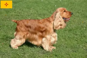 Read more about the article English Cocker Spaniel Breeder and Puppies in New Mexico