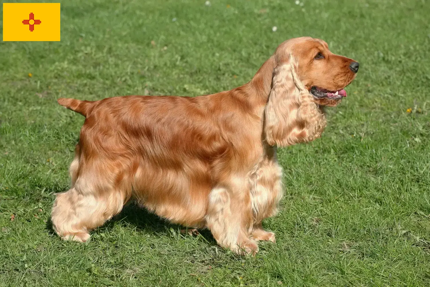 English Cocker Spaniel puppies and breeders New Mexico Find English Cocker Spaniels breeders in New Mexico.