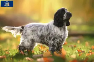 Read more about the article English Cocker Spaniel Breeder and Puppies in New York