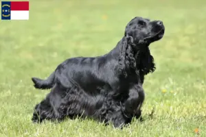 Read more about the article English Cocker Spaniel breeders and puppies in North Carolina