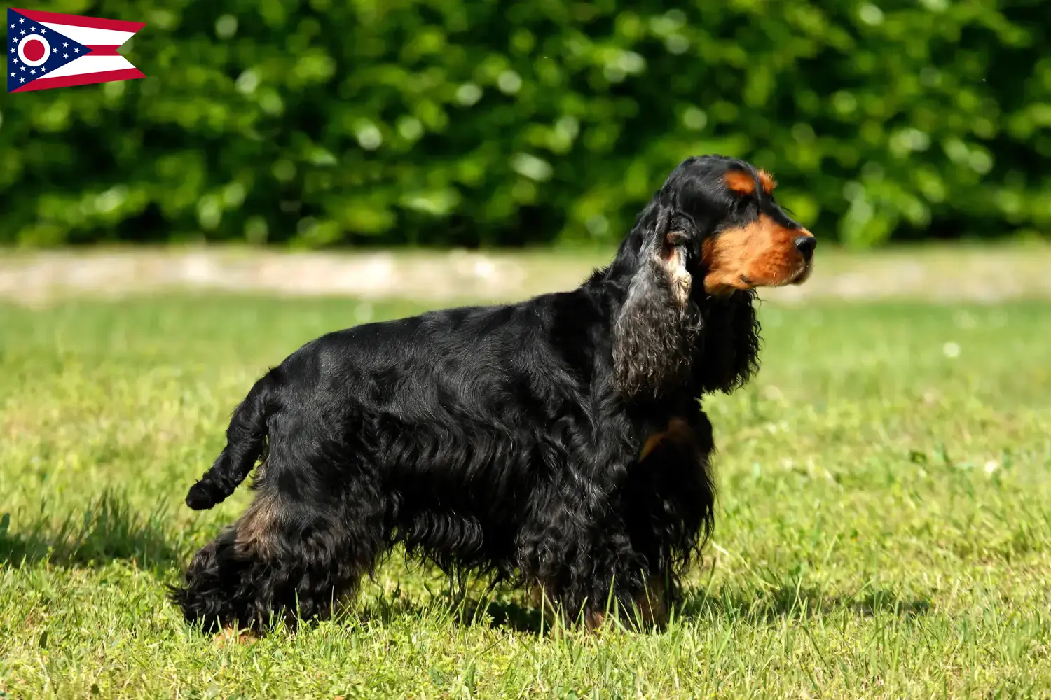English Cocker Spaniel puppies and breeder Ohio Find English Cocker Spaniels breeders in Ohio.