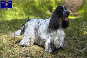 Read more about the article English Cocker Spaniel breeders and puppies in Oregon