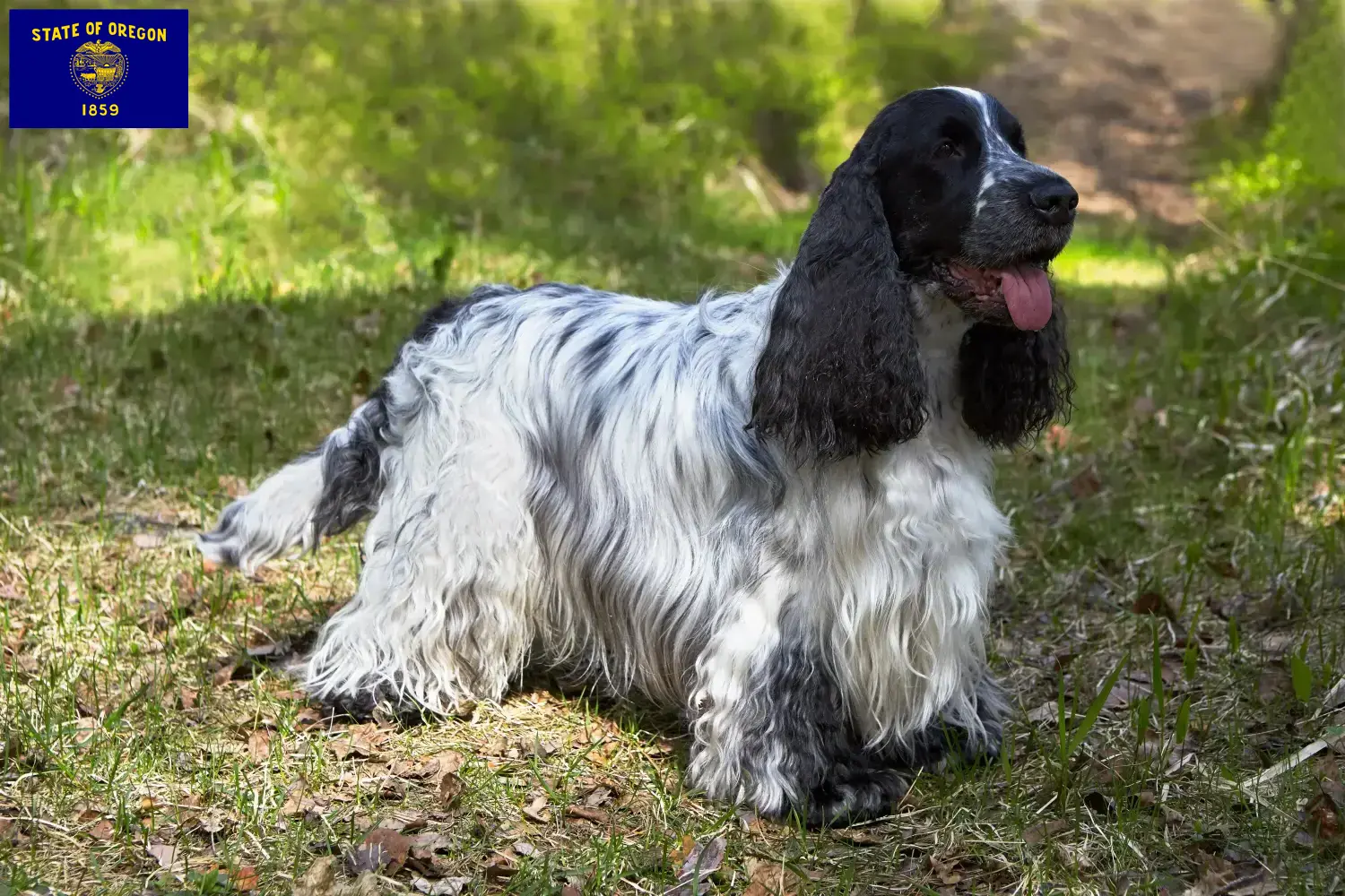 English Cocker Spaniel puppies and breeder Oregon Find English Cocker Spaniels breeders in Oregon.