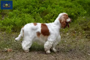 Read more about the article English Cocker Spaniel breeders and puppies in Pennsylvania