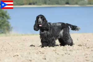 Read more about the article English Cocker Spaniel breeders and puppies in Puerto Rico