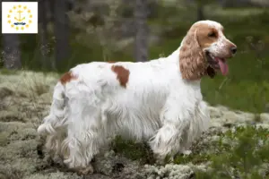 Read more about the article English Cocker Spaniel breeders and puppies in Rhode Island