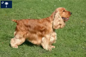 Read more about the article English Cocker Spaniel breeders and puppies in South Carolina