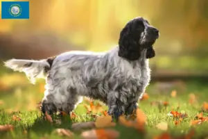 Read more about the article English Cocker Spaniel breeders and puppies in South Dakota