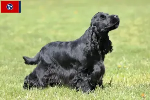 Read more about the article English Cocker Spaniel breeders and puppies in Tennessee