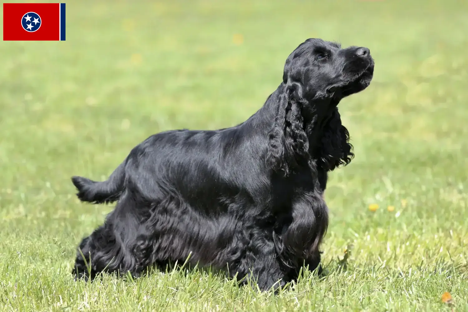 English Cocker Spaniel puppies and breeder Tennessee Find English Cocker Spaniels breeders in Tennessee.