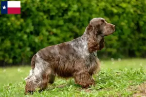 Read more about the article English Cocker Spaniel breeders and puppies in Texas