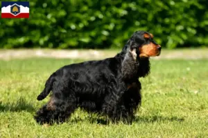 Read more about the article English Cocker Spaniel breeders and puppies in Utah