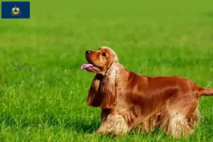 Read more about the article English Cocker Spaniel breeders and puppies in Vermont